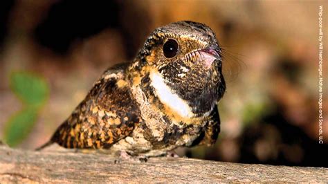 Sound of a whippoorwill - The whippoorwill is known for its distinctive call, which is a series of repeated, monotone "whippoorwill" sounds. The call of the whippoorwill is often described as sounding like its name, and it is often used to identify the bird in the field. The call of the whippoorwill is loud and clear, and it can be heard for miles on a quiet night.